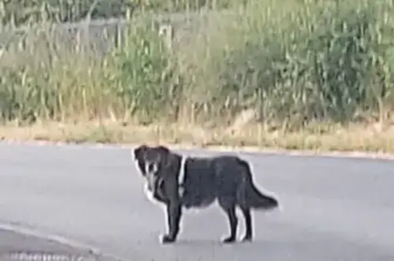 Chien perdu à Grâces retrouvé - photo