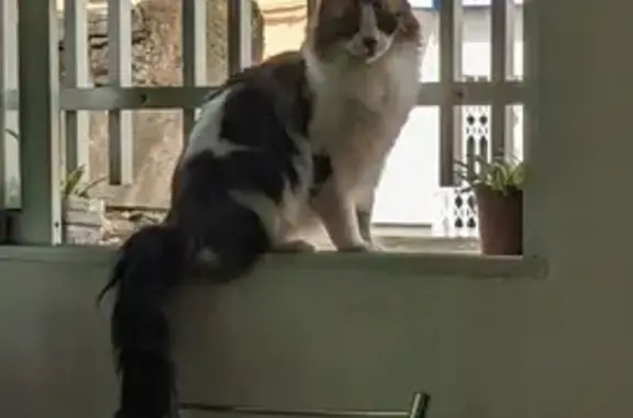 Gatos perdidos, , foto: Gato Tigre Gris/Blanco Perdido - ¡Ayuda!