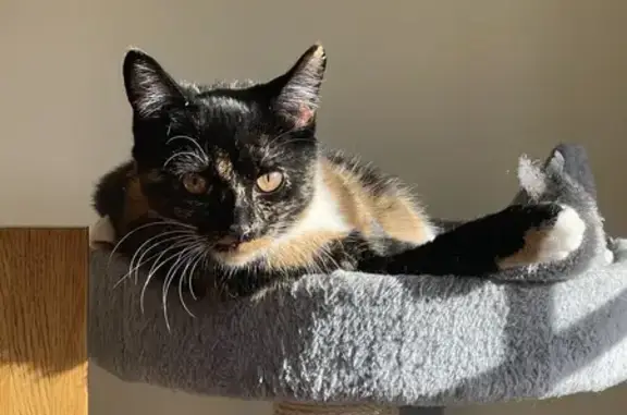 Lost Calico Tabby Cat in Plymouth - Help!