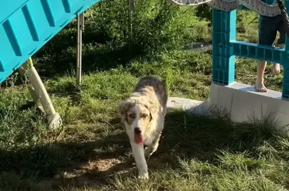 Alerte chienne berger australien perdue - photo