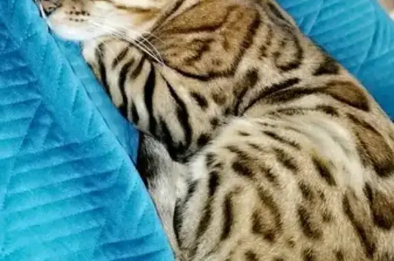 Animaux perdus Besançon, photo: Chat peureux perdu à Besançon