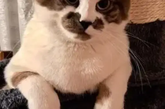 Animaux perdus Moulins, photo: Chat Pikatchou perdu à Moulins