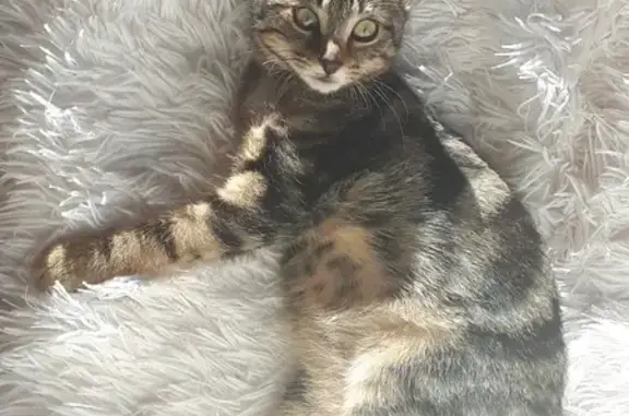 Animaux perdus Saint-Jacques-de-la-Lande, photo: Chat à 3 pattes perdu à St-Jacques