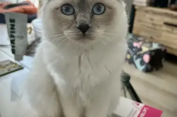 Chat perdu, Velaux, photo: Chatte Tigresse perdue à Velaux