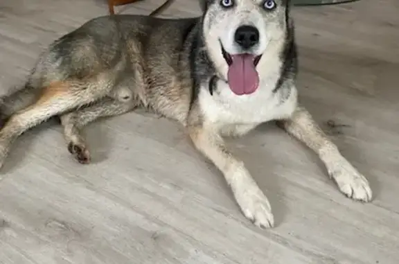 Chien mâle perdu retrouvé à Beugin - photo