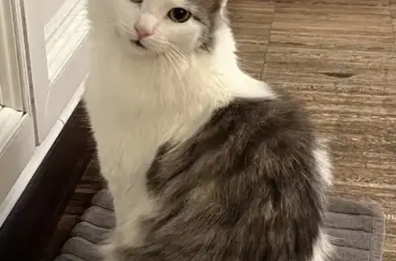 Animaux perdus Chatou, photo: Chatte grise/blanche perdue à Chatou