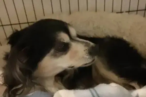 Chien trouvé Largentière, photo: Chien âgé trouvé à Largentière