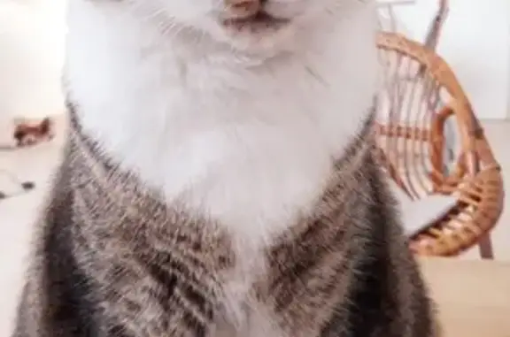 Animaux perdus , photo: Chat Coda perdu près de la gare