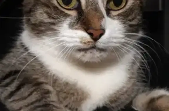 Animaux perdus Ollioules, photo: Chat Coda disparu près de la gare