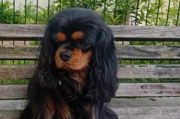 Chien perdu , photo : Chienne Cavalier King noire perdue