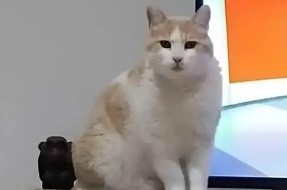 Animaux perdus , photo: Avis de recherche: Chat égaré