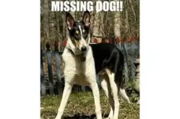 Lost Tri-Color Collie Puppy - Knightstown