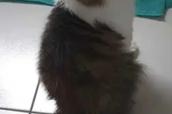 Animaux perdus Vitry-sur-Seine, photo: Chat perdu à Vitry - Aidez-nous!