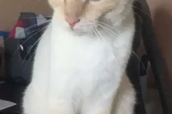 Animaux perdus , photo: Chat beige yeux bleus perdu