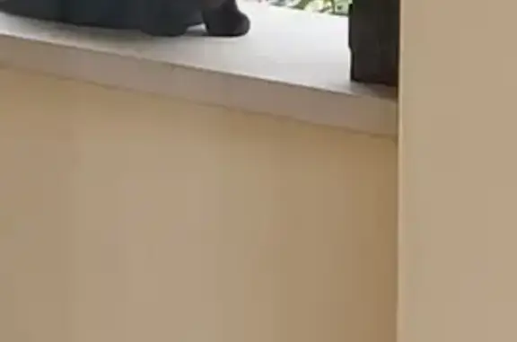 Chat noir sociable trouvé au Val-d'Hazey - photo