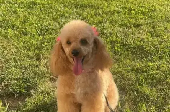 Lost Toy Poodle in Alton - Help Find Her!