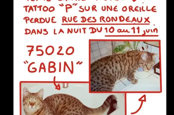 Animaux perdus Paris, photo: Chatte perdue à Paris, 1.5 ans