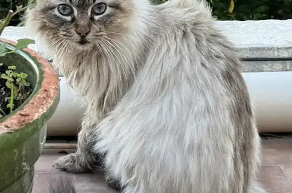 Animaux perdus Marseille Bompard, photo: Chat âgé perdu à Marseille