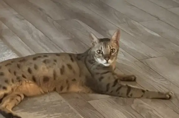 Lost Savannah Cat: Friendly, Spotted Male - Phoenix