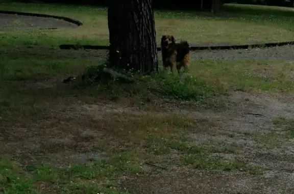 Chien errant observé à Tarbes - photo