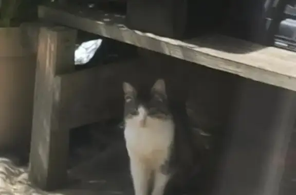 Chatte malade trouvée à Flavignac - photo