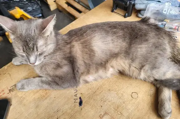 Chatte grise affectueuse trouvée - photo