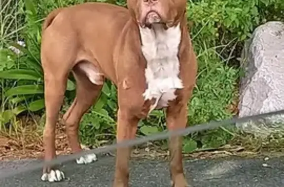 Chien Staff marron blessé trouvé - photo