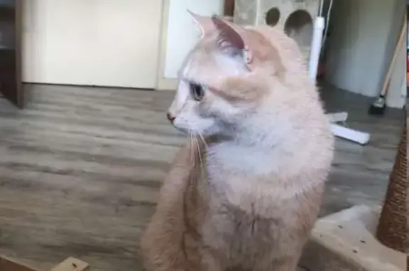 Chat perdu, Toulouse, photo: Chat tigré roux perdu à Toulouse