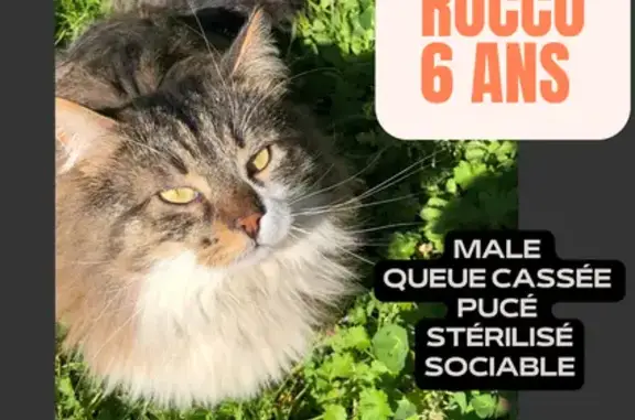 Chat perdu, Biscarrosse, photo: Chat Sibérien Perdu - Biscarrosse