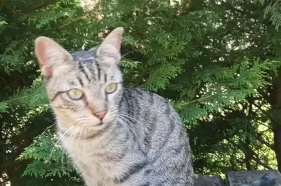 Chat retrouvé à Tarnos, Rue du 11 - photo