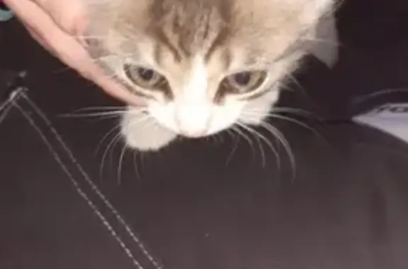 Chaton blanc-gris trouvé à Noyal - photo