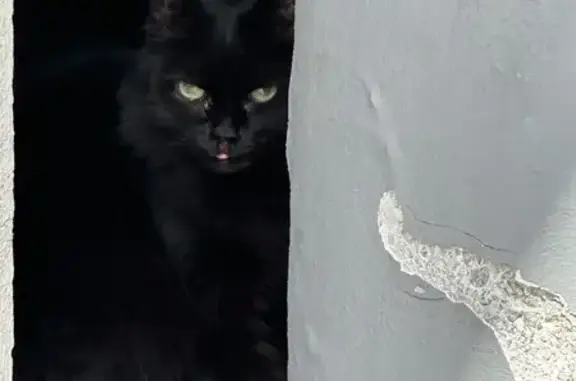 Chat noir aux yeux verts trouvé - photo