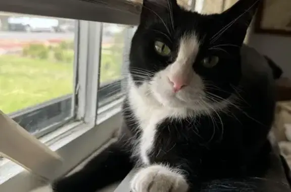 Lost Tuxedo Cat: 7lbs, Chipped - Denver, CO