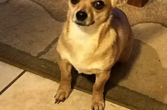 Lost Chihuahua-Weenie in Cartersville - Help!