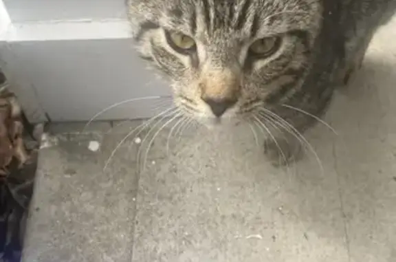 Lost Tabby in Benson Ridge - Help Find Him!