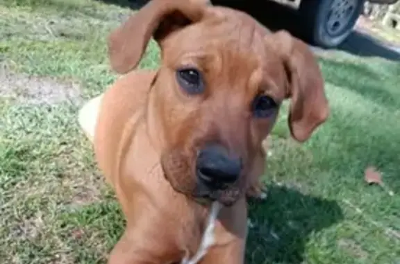 Lost Puppy Stella in PA - Call 570-352-4272!