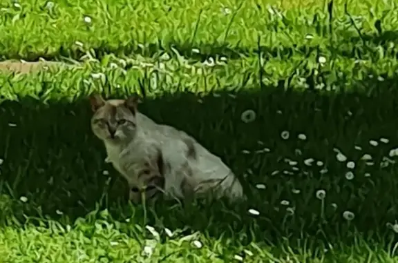 Chat siamois perdu - Les Herbiers - photo