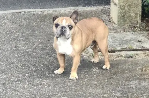 Chien bouledogue perdu à Épinal - photo