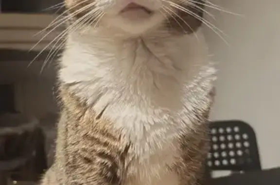 Animaux perdus Saint-Étienne, photo: Chat Queen perdu à Saint-Étienne