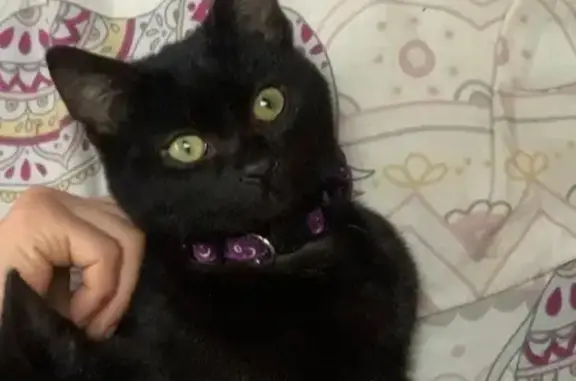 Lost Black Cat in Wimborne - Red Collar!