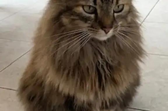 Chat perdu, Prigonrieux, photo: Chatte tricolore disparue à Prigonrieux