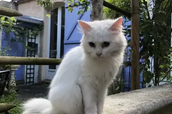 Chat blanc aveugle trouvé à Montreuil - photo