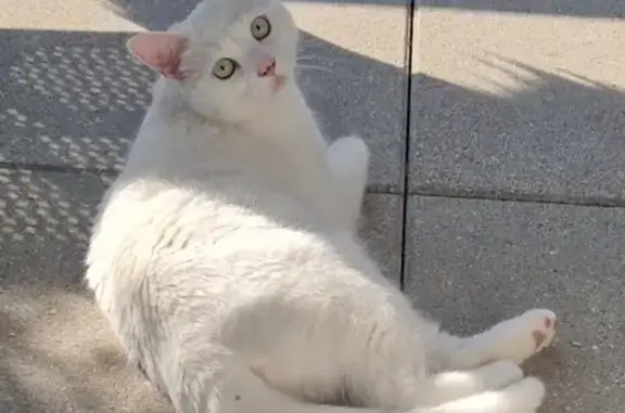 Animaux perdus Sillingy, photo: Chatte blanche perdue à Sillingy