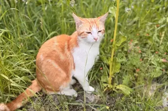 Chaton sociable trouvé à Belz - photo