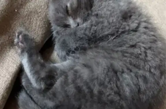 Animaux trouvés , photo: Chaton d'1,5 mois trouvé à Lorgies