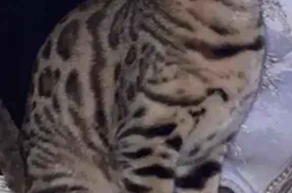 Animaux perdus Liévin, photo: Chat Bengal Égaré à Liévin