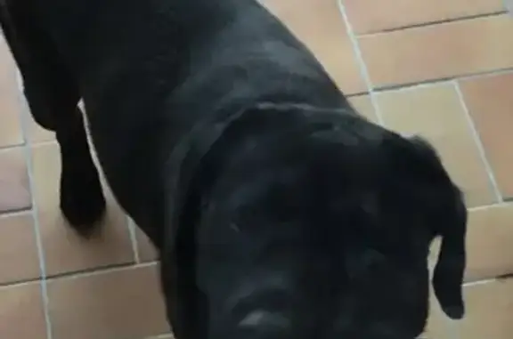 Labrador noir trouvé à Douzat - photo