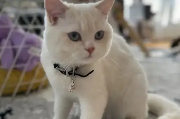 Lost and found pets , photo: Lost Cat Alert: 374 N Midland Ave, Saddle Brook!