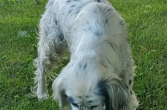 Chienne âgée trouvée à La Roche - photo