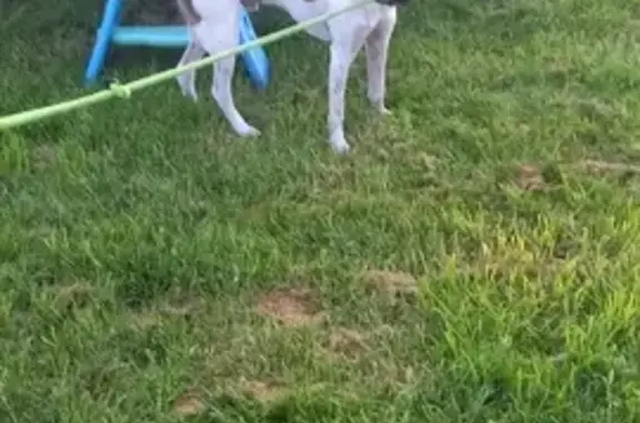 Chien retrouvé à Maulévrier-SG - photo